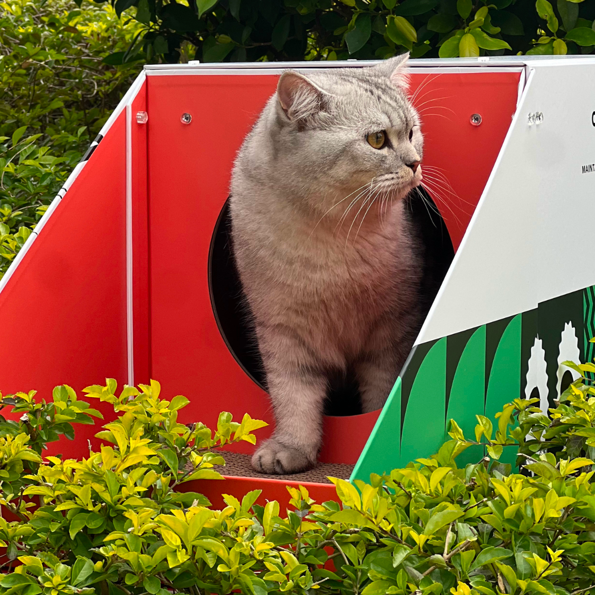Cat Cardboard Scratcher - Colorful House