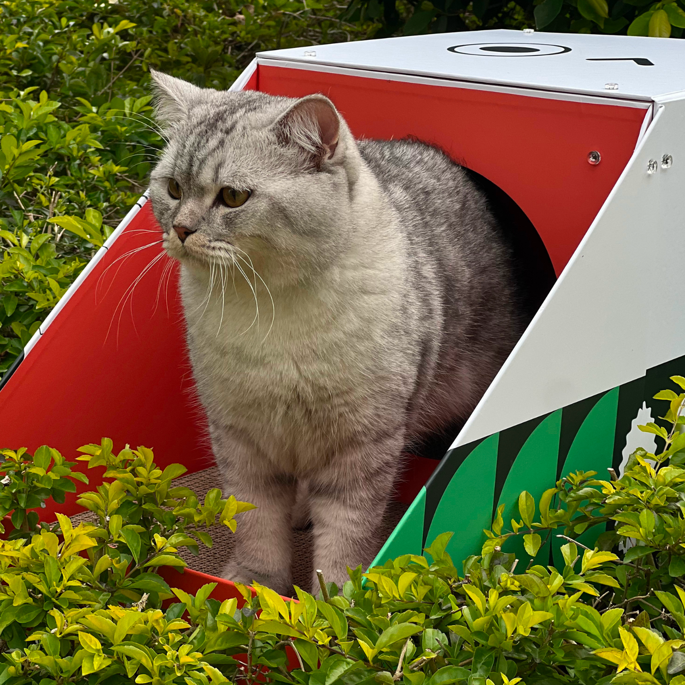 Cat Cardboard Scratcher - Colorful House