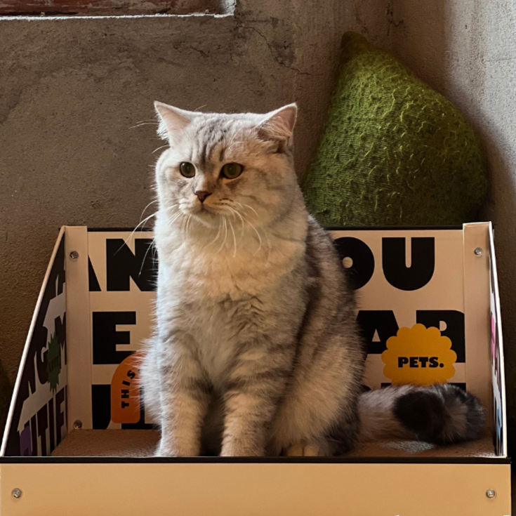 Cat Cardboard Scratcher - Letter